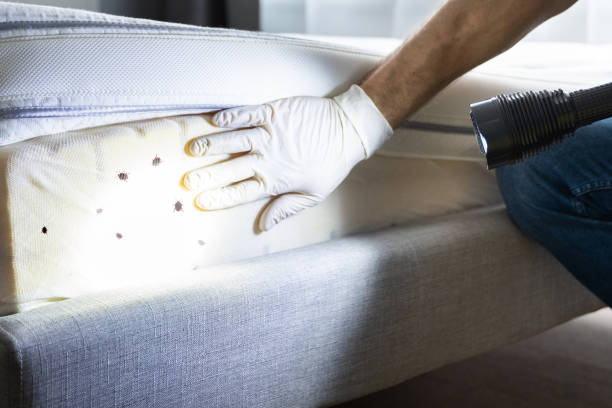 Best Wasp Removal Services  in Marmet, WV