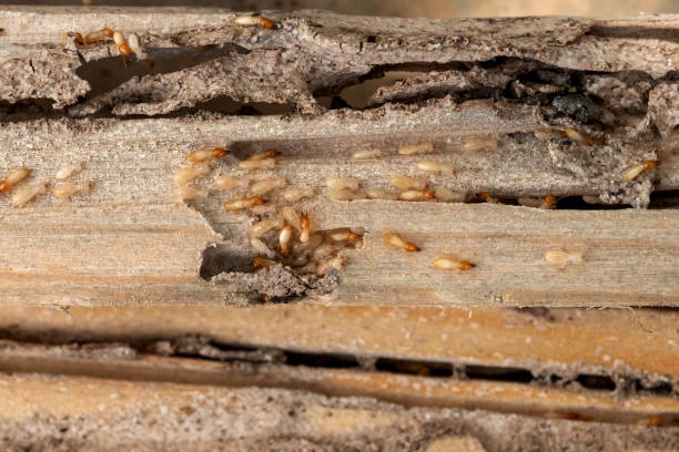Best Pest Inspection Near Me  in Marmet, WV
