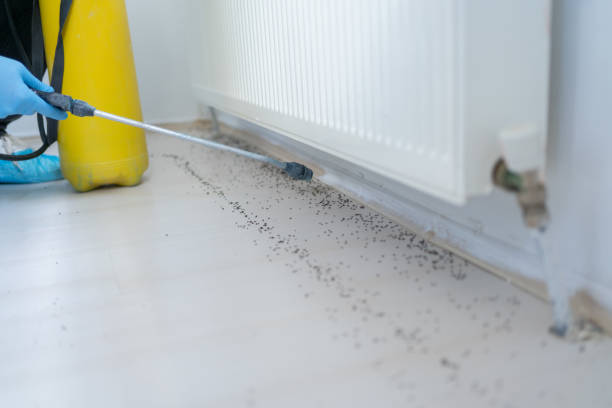 Best Residential Pest Control  in Marmet, WV
