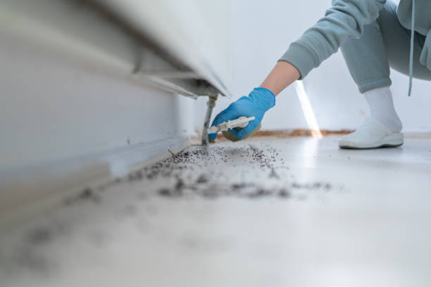 Best Cockroach Control Services  in Marmet, WV
